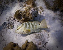 Grouper Fish