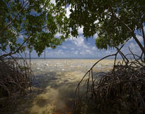 Mangroves
