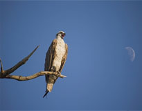 Osprey