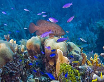 Reef Patch